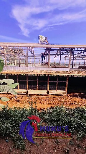 Building a 8800 Capacity Layer Chicken Farm