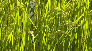 🔴AGRICULTURE EN CHINE : Sanya accélère les efforts de recherche agricole au centre de Nanfan | BF1 TV