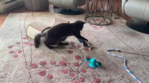 Have a problem with flopping fish laying around in your living room??? We have the solution for you - RICHARD THE CAT will get those fish! | Cats of Salt Spring Rescue Society | Facebook