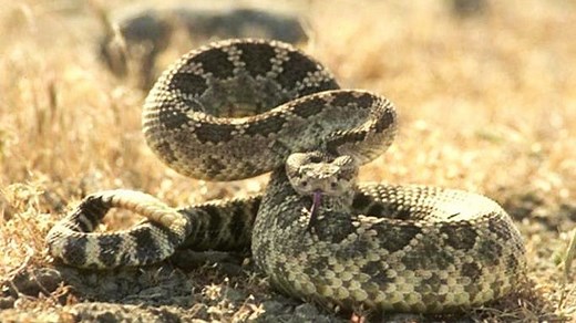 This heat is bringing rattlesnakes out to bask. Here's how to avoid them