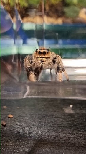 Ben Newell | Phidippus regius from @unseen_universe Container from @eightlegged_fluffs #jumpingspider #phidippusregius #cutespider | Instagram