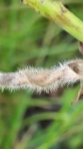 Lupine Seed Pods #plantidentification #sierranevada #outdoors #nature