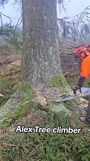 Expert Techniques for Cutting Down a Tree Safely