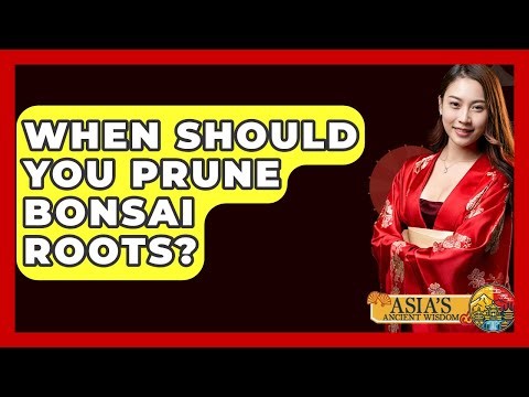 When Should You Prune Bonsai Roots? - Asia's Ancient Wisdom