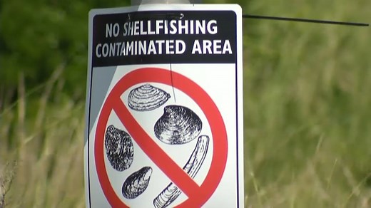 Red Tide Hits Mass. Coast, Leading to Shellfishing Ban, Shortage of Local Clams