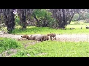 Essential Destinations - Hyenas eating hippo