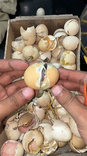 Found live baby chick under Egg shells