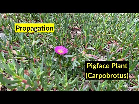 How to propagate pigface plant (Carpobrotus)