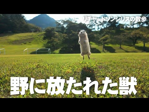 公園に放たれた毛獣【リチャードソンジリス】