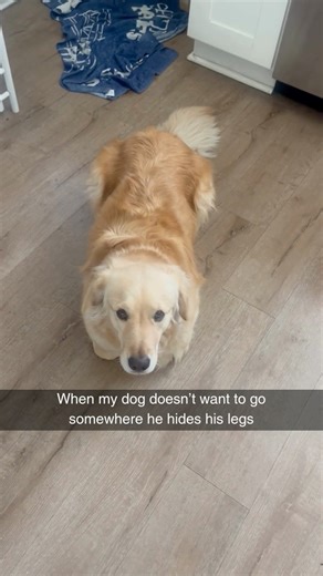 Cheezburger on Instagram: "No legs, no walk. Not my rules."