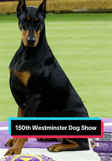 The 150th Westminster Dog Show just happened!🐾 It brought together thousands of dogs from around the country. Kelsey recaps this special competition and the dogs that stole the spotlight! #westminsterdogshow #penny #cota #akc #animalnews