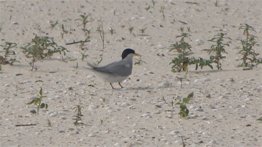 Least terns return to South Mississippi beaches for nesting season