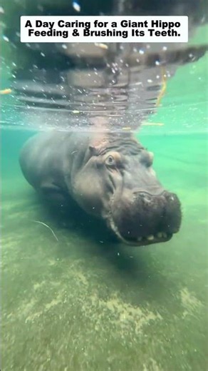 Have you ever seen a hippo this big before?