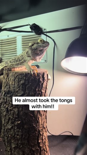 Bearded Dragon's Funny Tongue Heist