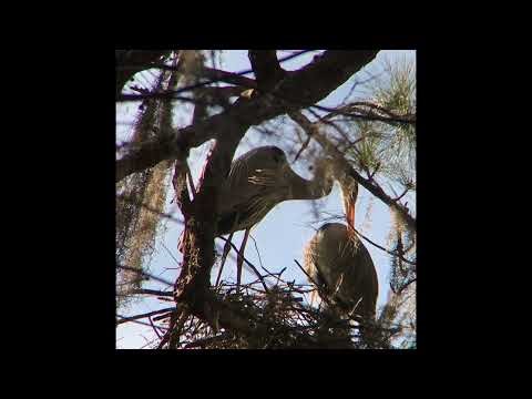 Nesting Great Blue Herons HHI