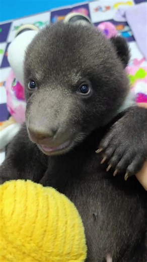 Cute Baby Bear Videos: Adorable Wildlife Moments