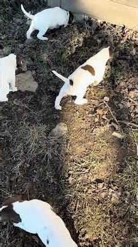 Ruger x Cass pups @4 weeks