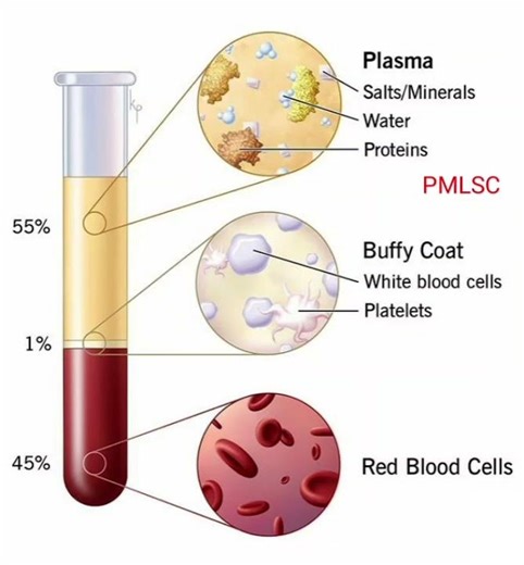 Do You Know Plasma, Buffy Coat, and RBC - PMLSC ‪@PMLoveScienceClasses‬