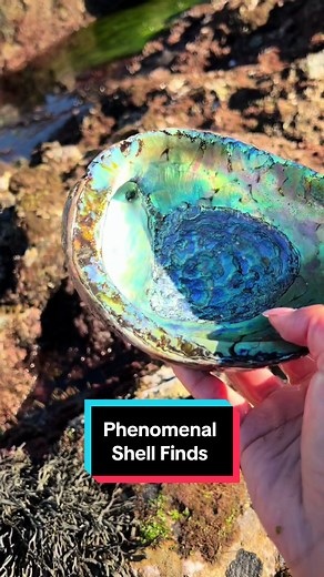 Discovering Hidden Treasures: California Seashell Exploration