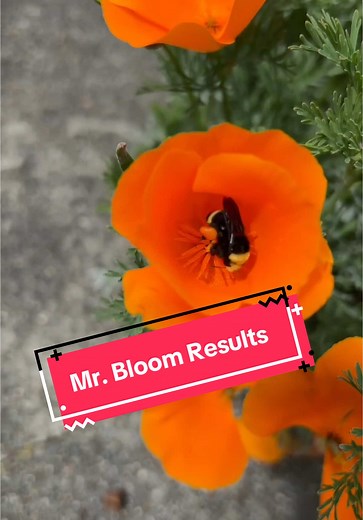 Planting Native Wildflowers to Support Bees