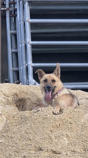 Sandy by the Sea getting sandy 🤣 Sandy has been with SDC since 2021...always overlooked as an adult dog. She has been ready for her furever home! Consider checking out her bio on our website to learn more about her personality 🐾 | Sauver Des Chiens German Shepherd Dog Rescue