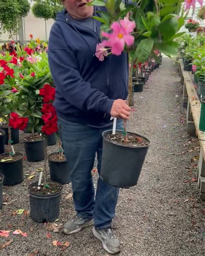 🌺 Mandevilla Topiary Trees 💕 These tropical trees are something new we carry this season. Available in your choice of Red, Pink or White. These Mandevilla Trees take full sun ☀️ Super low maintenance and easy to care for. Bring tropical vacation vibes to your patio, deck or yard the entire summer! They are $59.99 More pictures in the comments below! Lutz Greenhouse 7879 W.Pine Lake Road Salem 330.702.1097 Monday - Saturday, 9am to 5pm Sunday, 11am to 4pm #lutzgreenhouse #tropicalbeauty #tropic