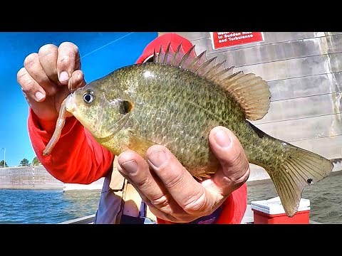 A Simple & Easy Way To Catch The Best Eating Fish On The Planet!