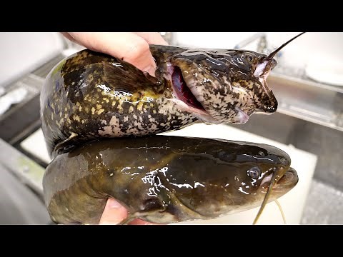 I tried two kinds of live catfish in sashimi.