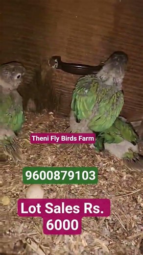 Blue yellow sided Conure hand feeding chick at best price