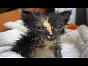 FUNNY CAT MEMES COMPILATION OF 2023 V23