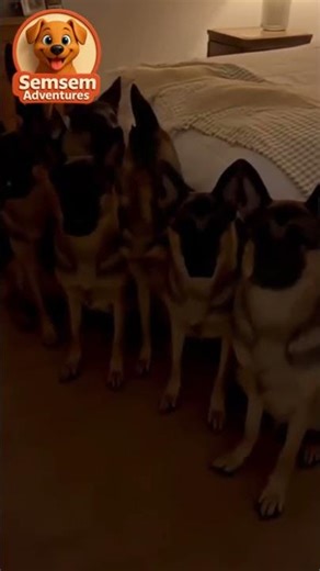 Which One Is Real? 😱🐶 Hyper-Realistic Dog Illusion | Viral 4K Short