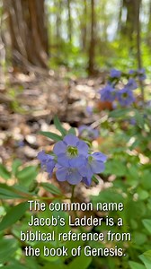 41 reactions | Back at it again with another native wildflower video. This one gets less attention, but it's still special! Jacob's ladder is in the phlox family and is another pretty purple plant to keep your eye out for when exploring our parks. #cincyparks | Cincinnati Parks | Facebook