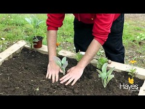 How To Plant Cauliflower | Hayes Garden World