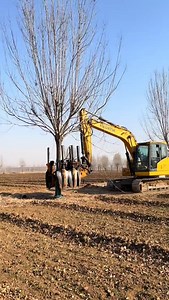 This is How to safely transform a tree with its root attached | Asian Technology