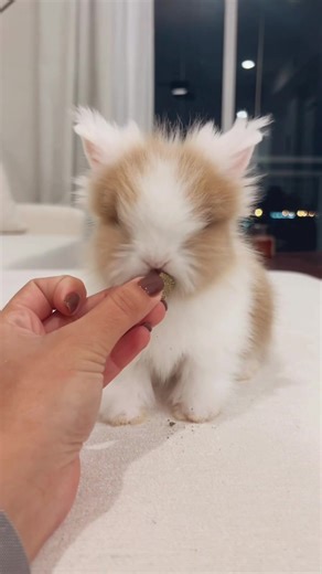 Mini Lionhead #lionheadbunny #englishangora #harlequin #viralvideo #magpies #bew #hollandlop #netherlanddwarf #cute #teddywidder #babybunnies #angora #rabbit #bunnies #miami #rabbitsofitiktok #tiktok #bunniesoftiktok
