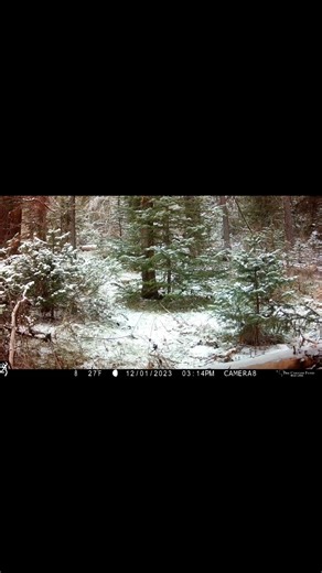 Coyote behavior day vs night - Greater Yellowstone Trail Camera footage