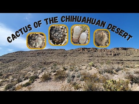 Chihuahuan Desert cactus of West Texas (Ariocarpus fissuratus, Echinomastus mariposensis and more)