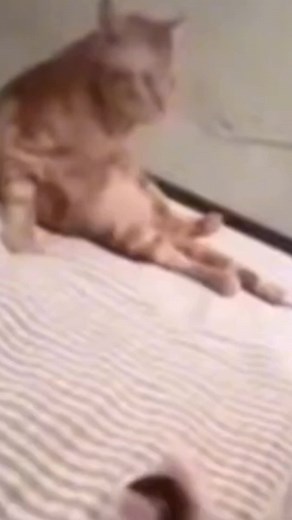 годжо Сатору