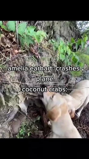 Discover Fascinating Facts About Amelia Earhart