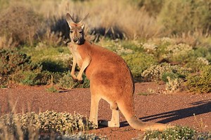 Red kangaroo - Alchetron, The Free Social Encyclopedia