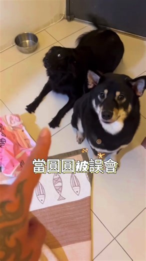 很誠實的🐶🐶 #寵物日常 #狗狗 #dog