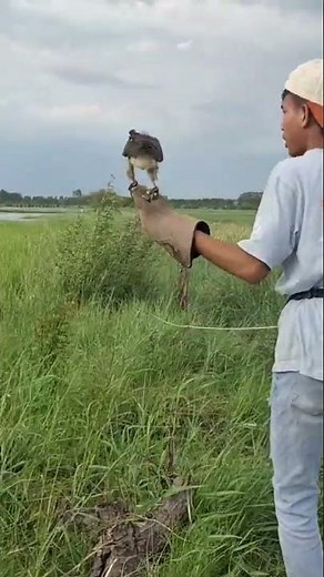 crested goshawk hunting