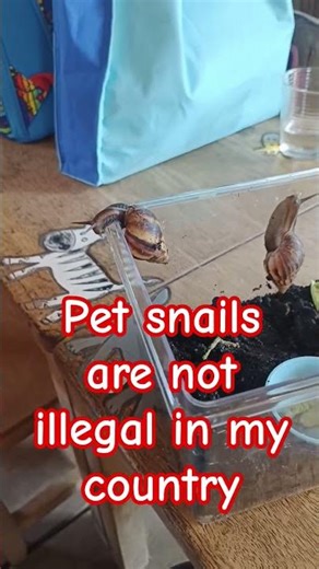 my pet snails seem to move very fast (just a time lapse)