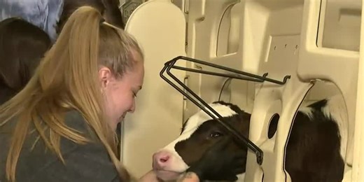 Michigan State University breaks ground on its new and improved cattle barn