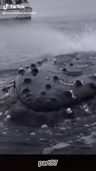 mehetabel arianie on TikTok