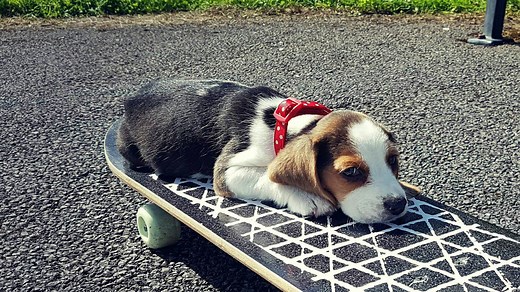 Our new puppy first tricks | Beagle puppy training
