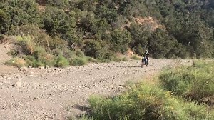 Rottweiler Performance on Reels