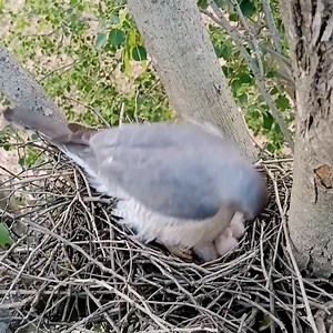 Sharp-shinned hawk bird babies | Review All Birds