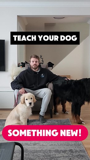 This is the overall path you should follow for most operant conditioning (a.k.a. Obedience training) There are many ways to teach new skills, if you want to know more about the individual one’s comment and we’ll make more videos on this very broad topic! Not sure how to get started with new skills, join our group classes where we guide you every step of the way! #DogsOfInstagram #DogLover #TrainingJourney #SmartPup #DogsThatDoThings #MarkerTraining #ShapingBehavior #ReinforceTheGood #DogLearning