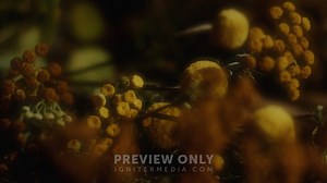 Flora Fall - 10 - Worship Backgrounds